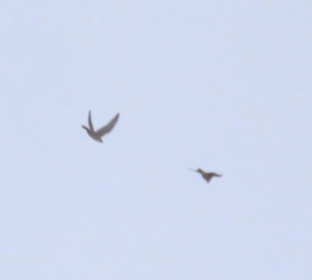 sokol stěhovavý - ML647649127