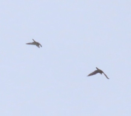 sokol stěhovavý - ML647649129