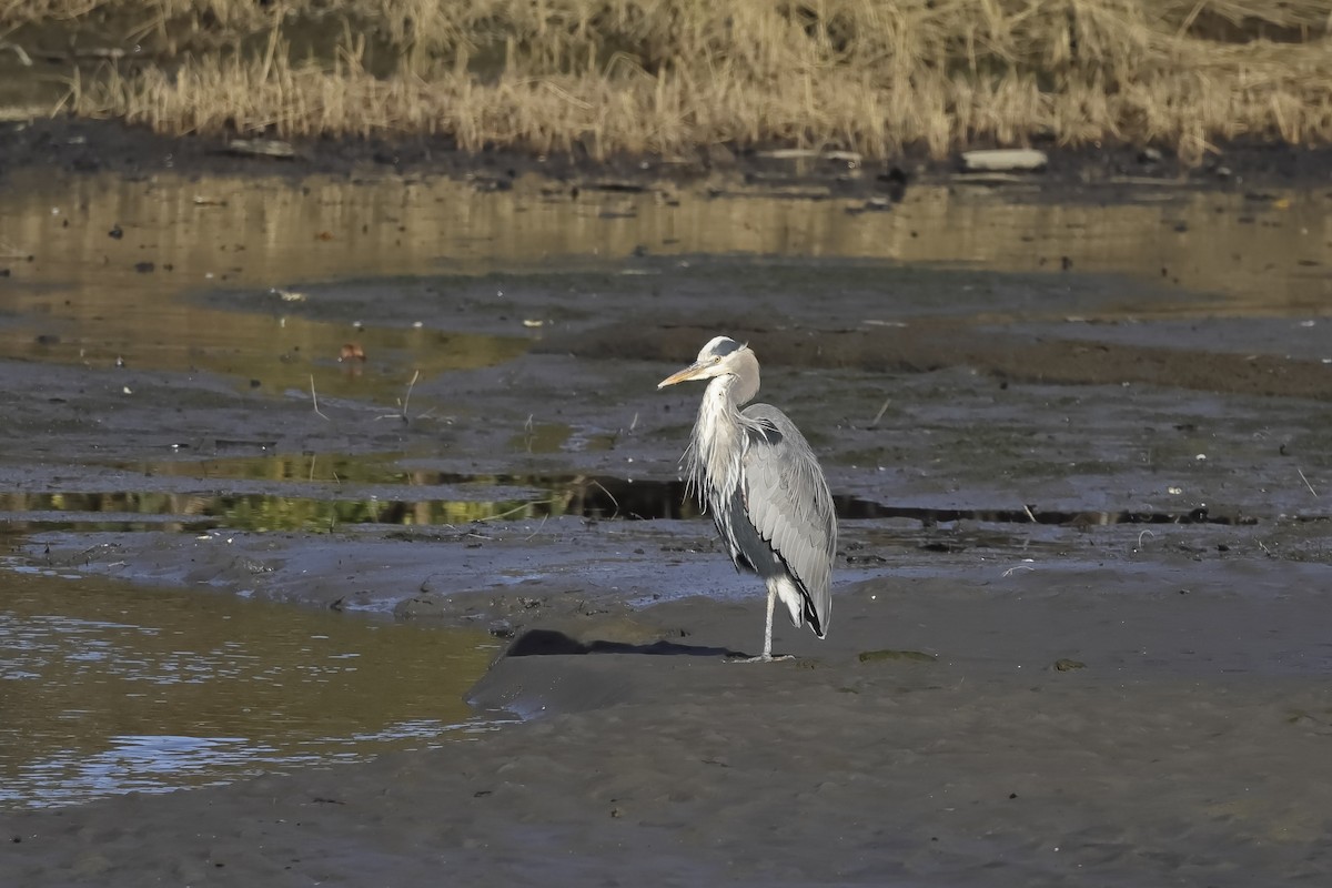 volavka velká - ML647649130