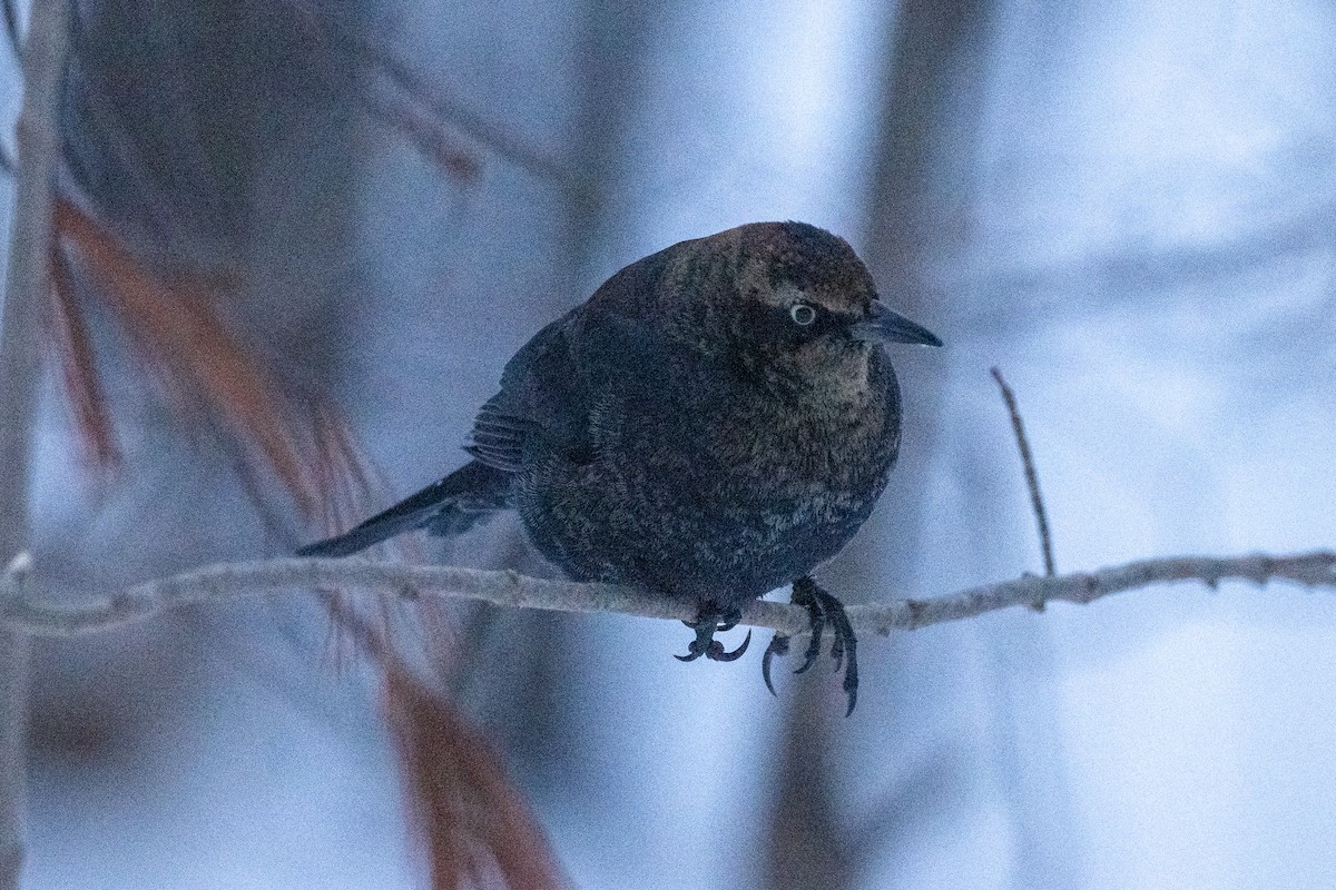 Pas Rengi Karatavuk - ML647649131