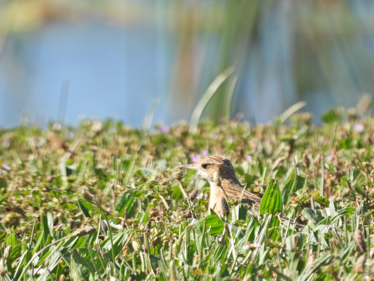 linduška australská - ML647649132