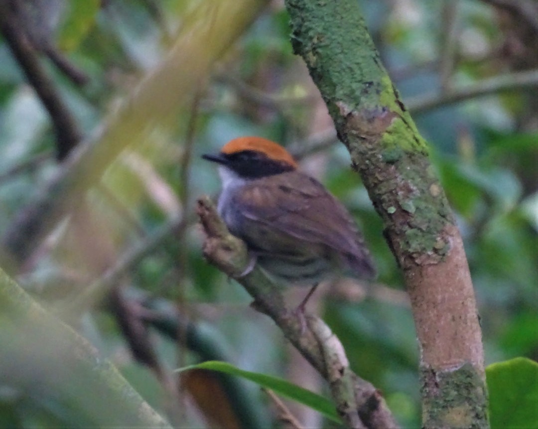 mucholovka černolící - ML647649134