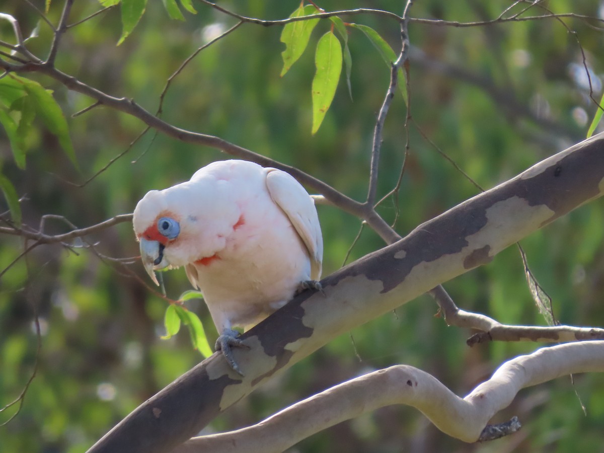 kakadu ostrozobý - ML647649136