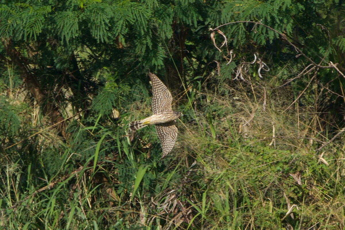 dřemlík tundrový - ML647649137