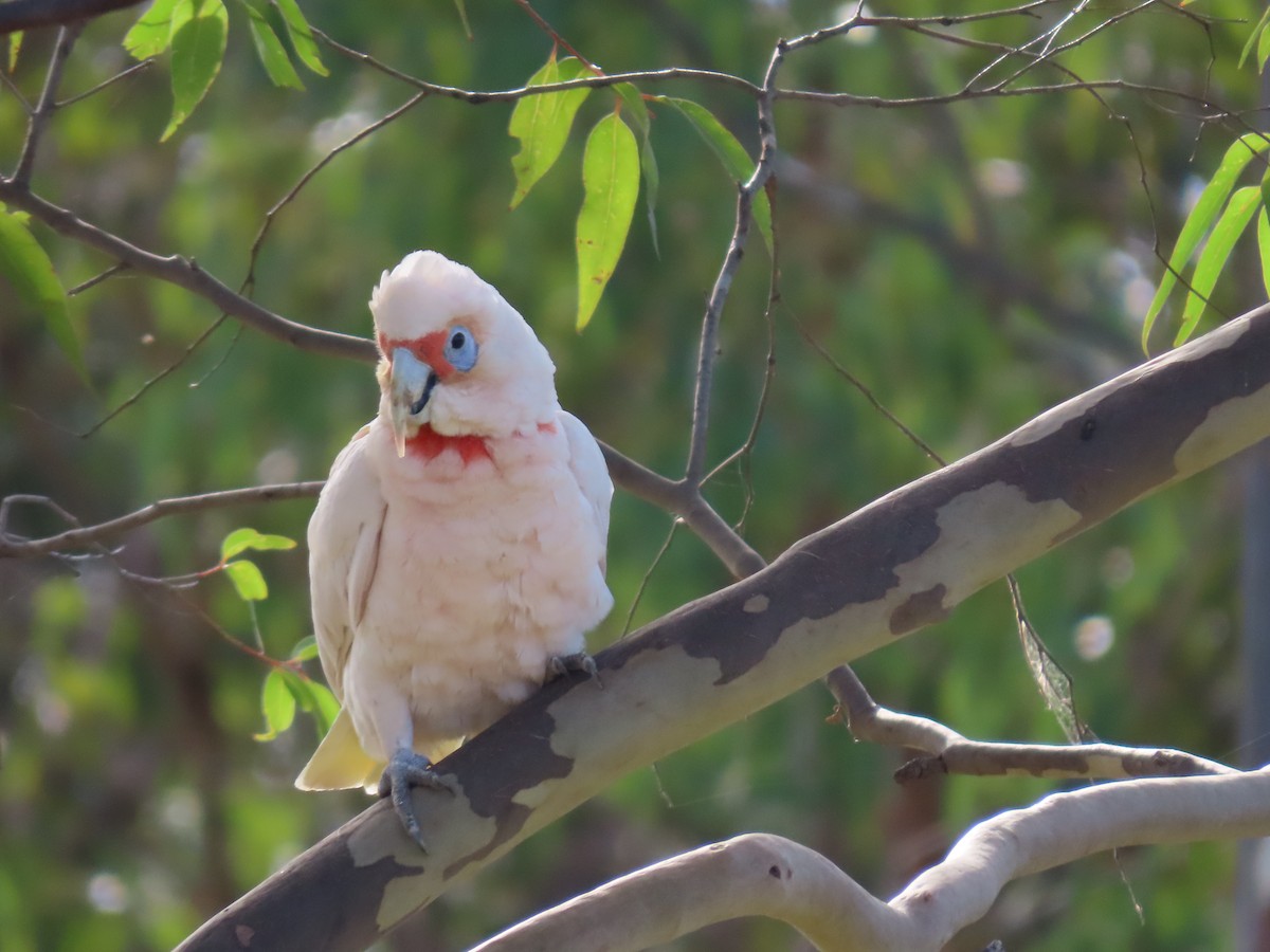 kakadu ostrozobý - ML647649138