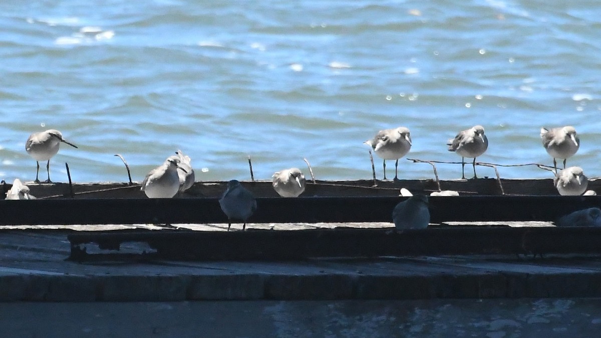 vodouš říční - ML647649140