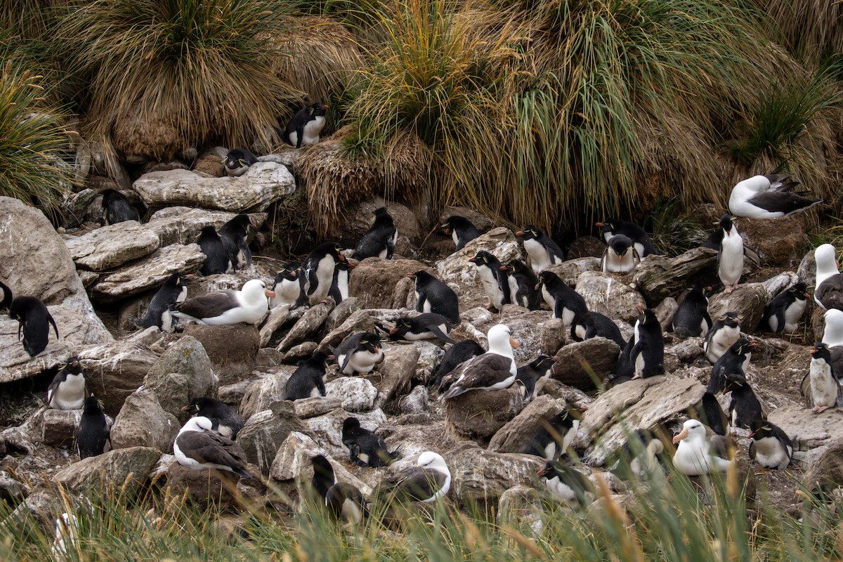 tučňák skalní - ML647649141