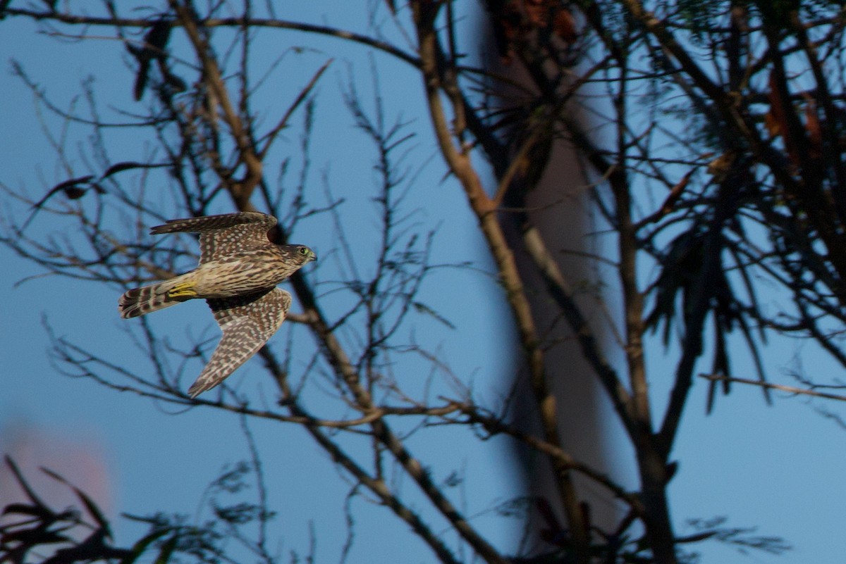 dřemlík tundrový - ML647649144