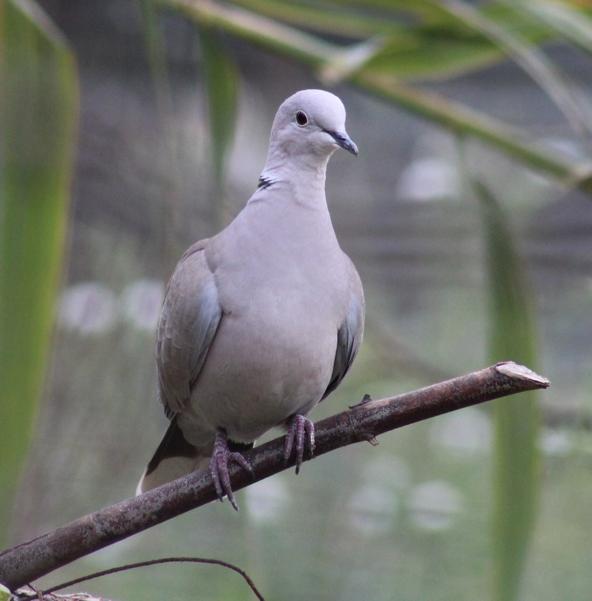 hrdlička zahradní - ML647649146