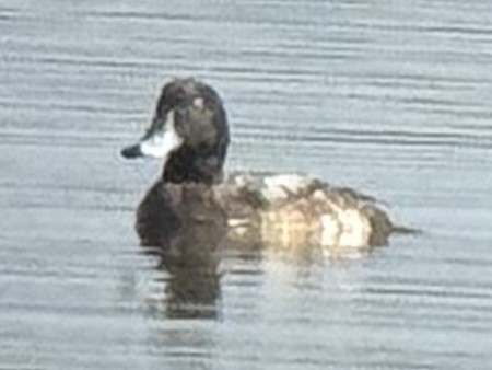 Морская чернеть - ML647649163