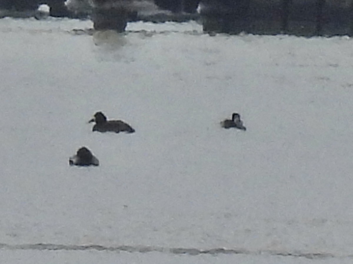 Морская чернеть - ML647649177