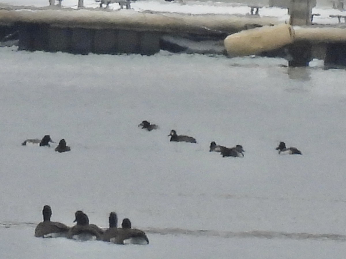 Морская чернеть - ML647649179