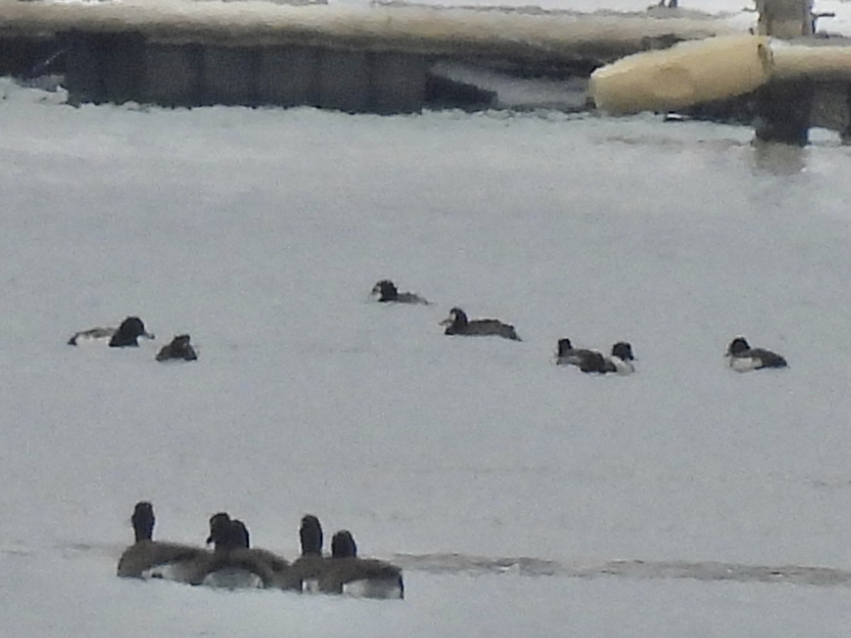 Морская чернеть - ML647649180