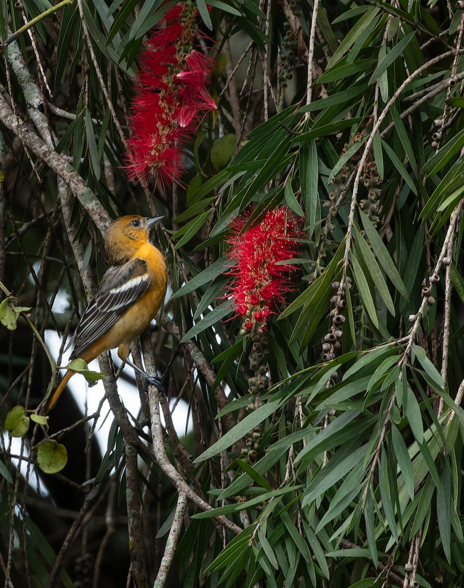 ボルチモアムクドリモドキ - ML647649202