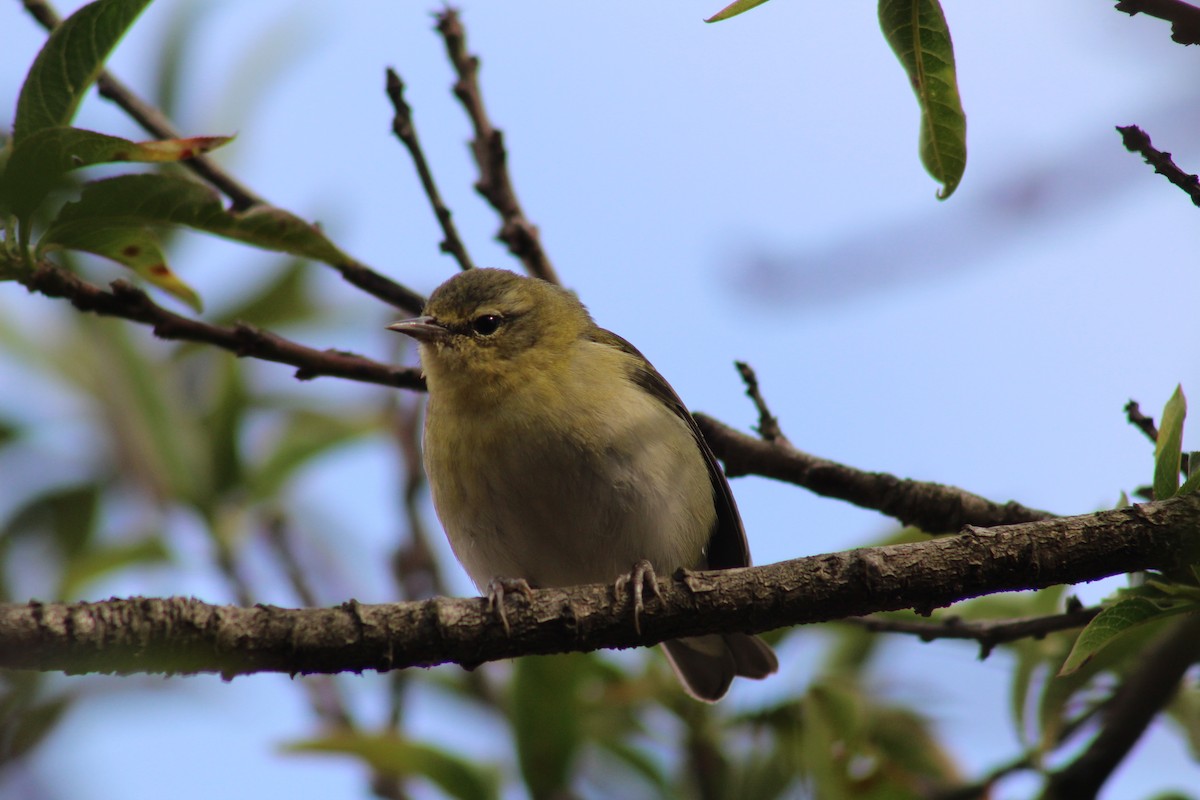 Tennessee Warbler - ML647649203