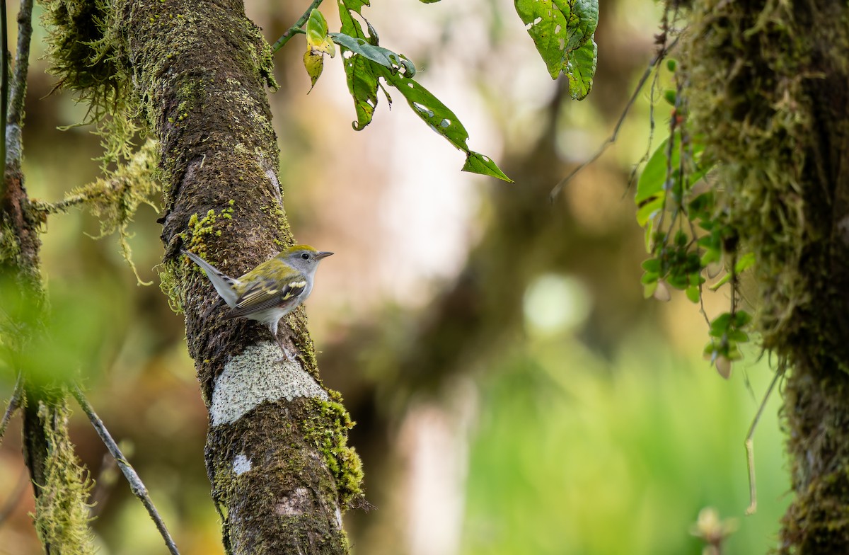 brunsideparula - ML647649297