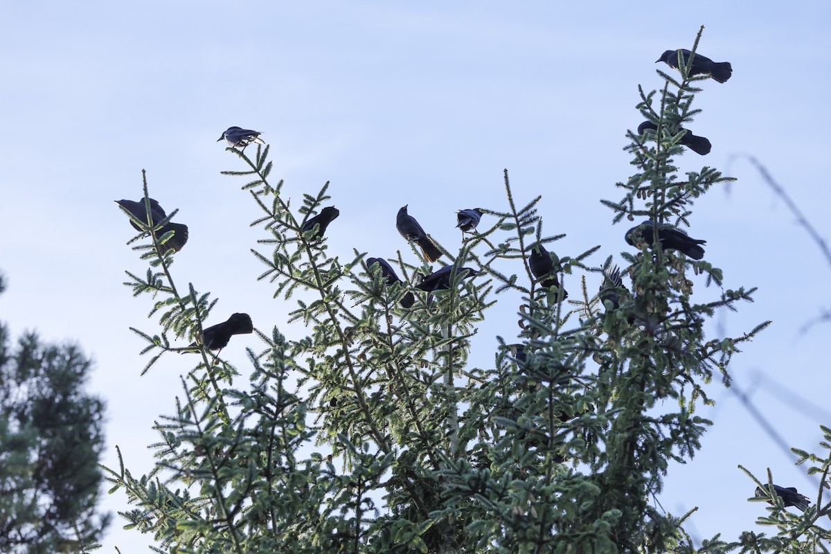 American Crow - ML647649305