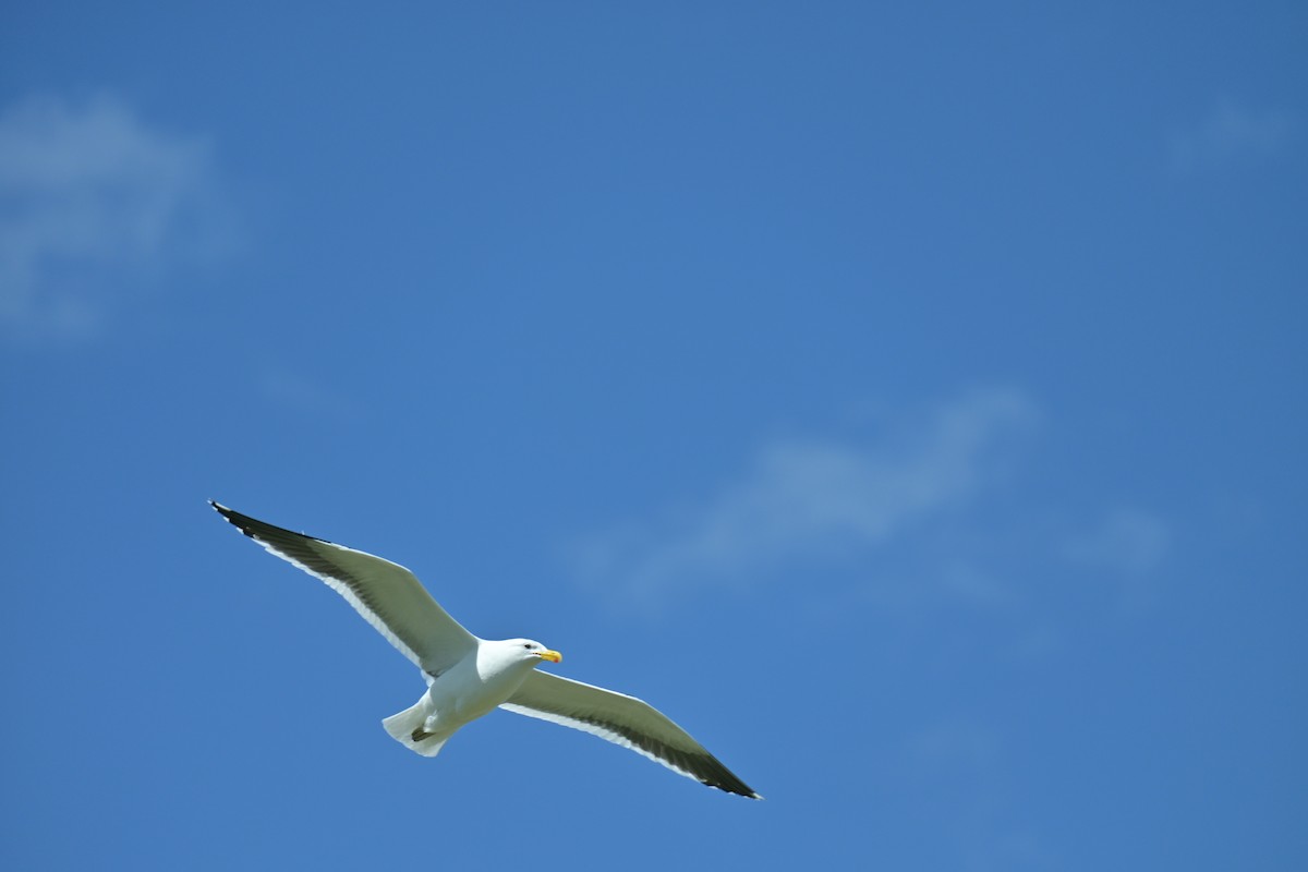 Мартин домініканський - ML647649315