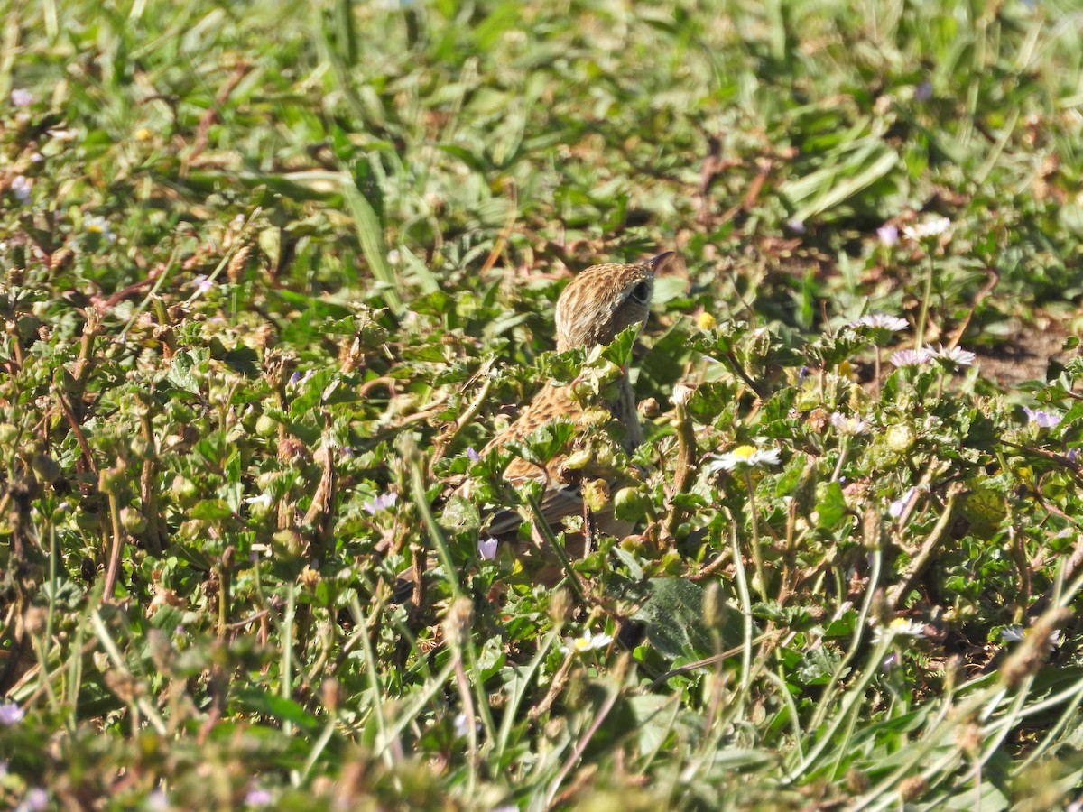 Australian Pipit - ML647649316