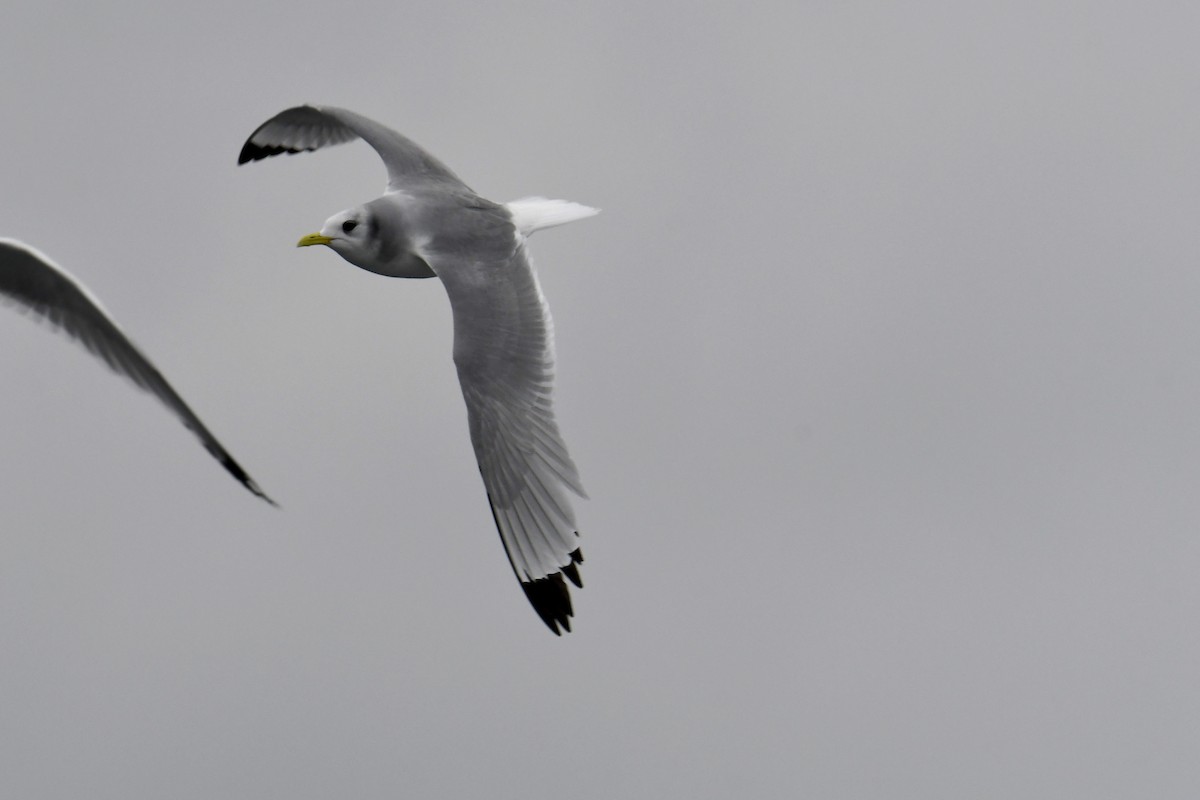 krykkje - ML647649320