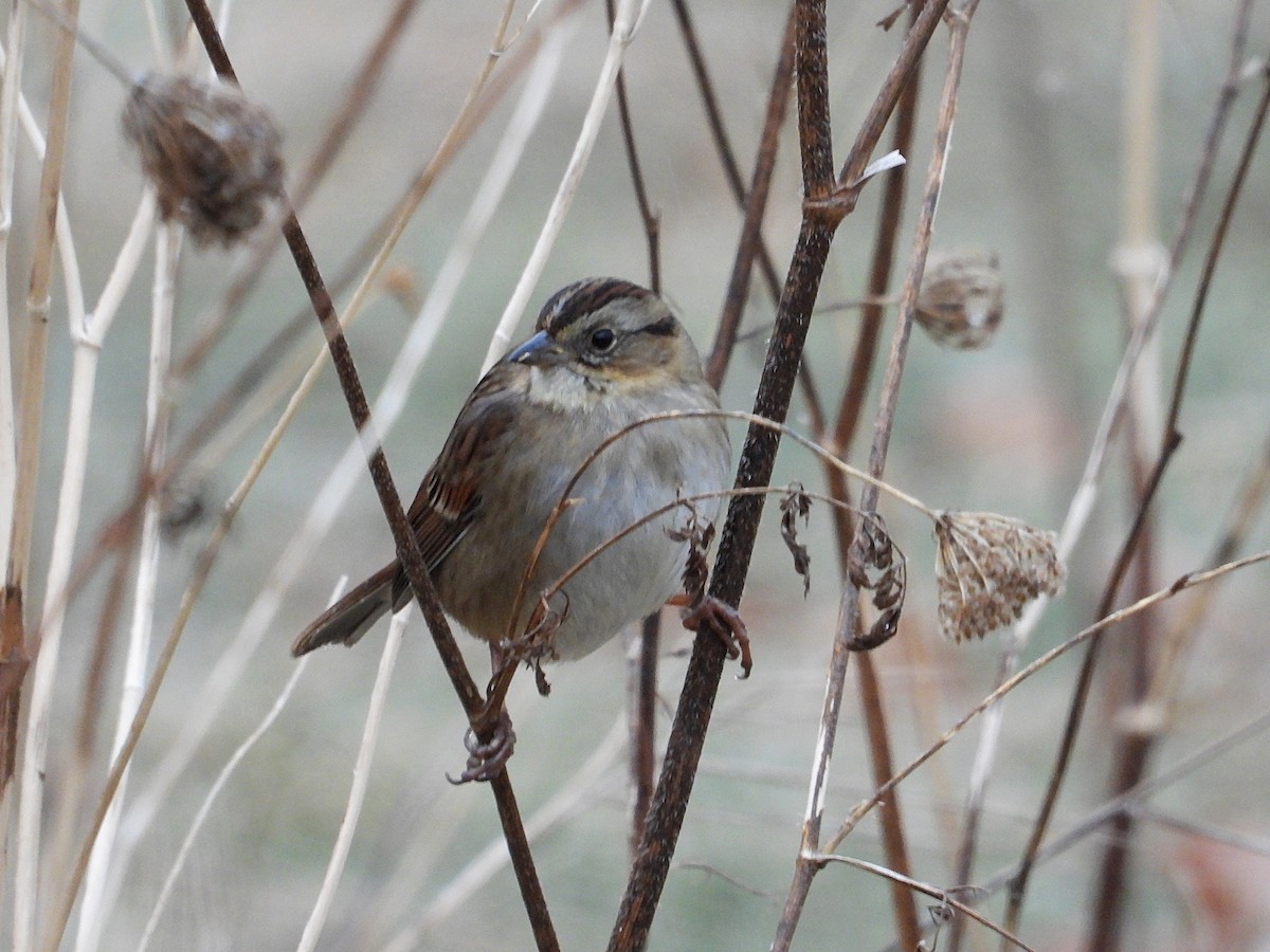 Swamp Sparrow - ML647649333