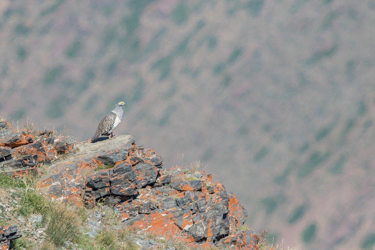 Altai Snowcock - ML647649336