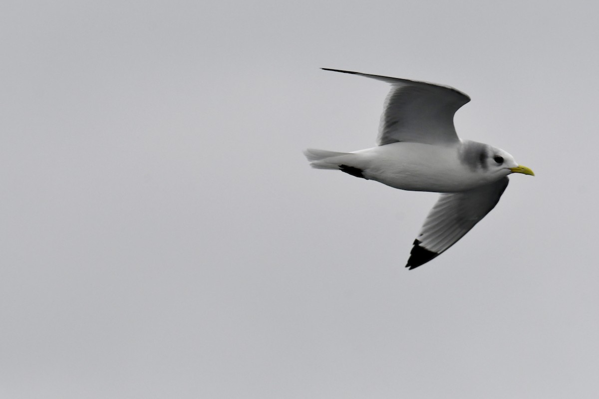 krykkje - ML647649343