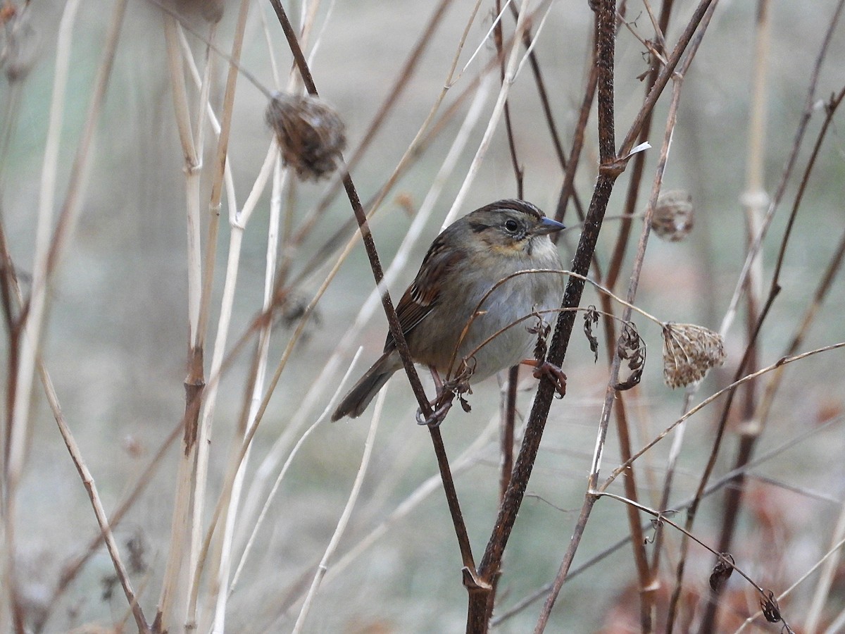Swamp Sparrow - ML647649345