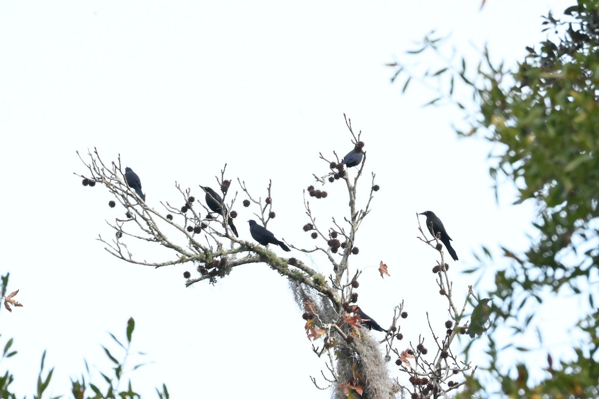 Purpurgrackel - ML647649349