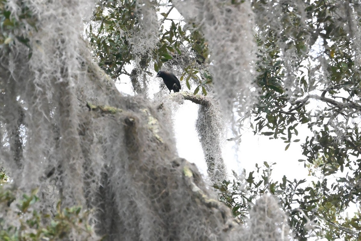 Purpurgrackel - ML647649350