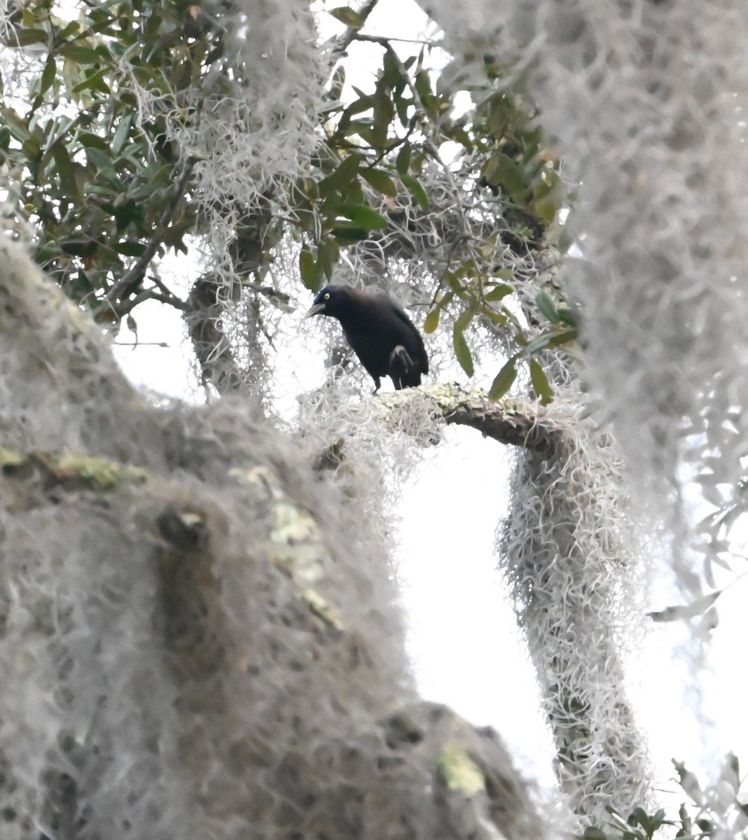 Purpurgrackel - ML647649351