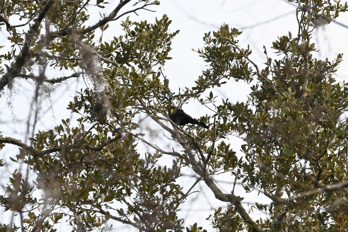 Purpurgrackel - ML647649352