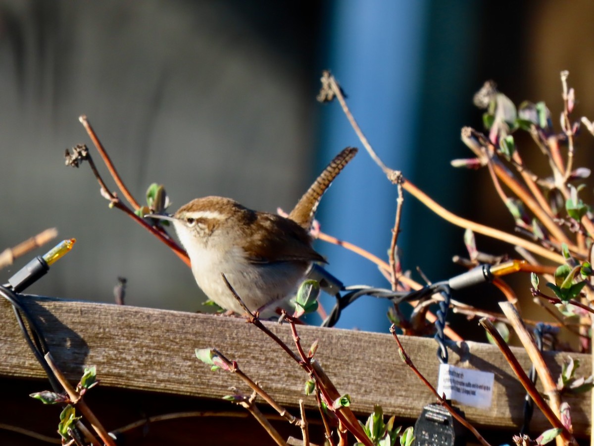 Bewick's Wren - ML647649355