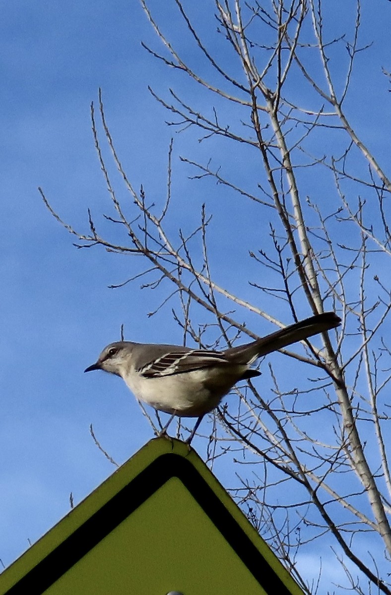 Northern Mockingbird - ML647649362