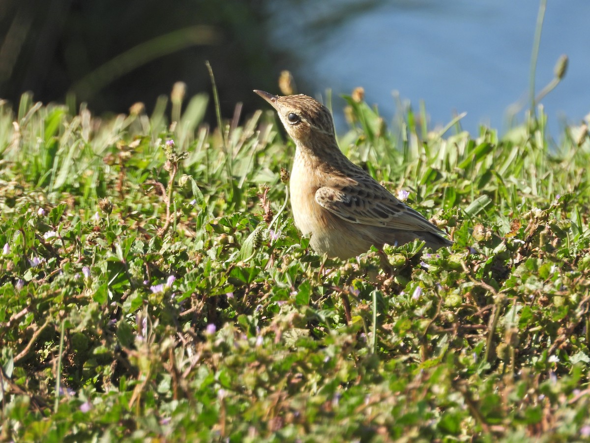 Australian Pipit - ML647649367
