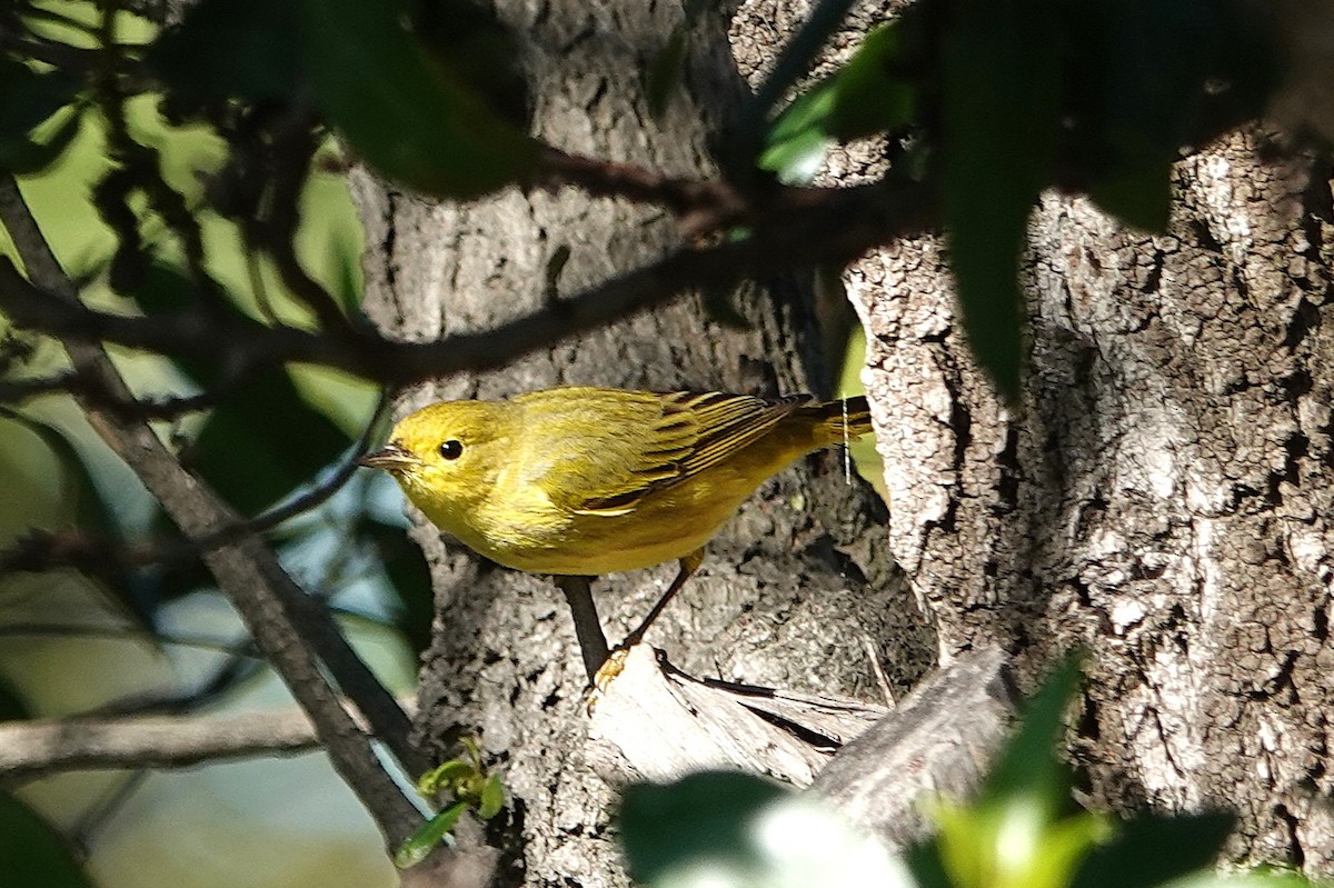 Northern Yellow Warbler - ML647649401