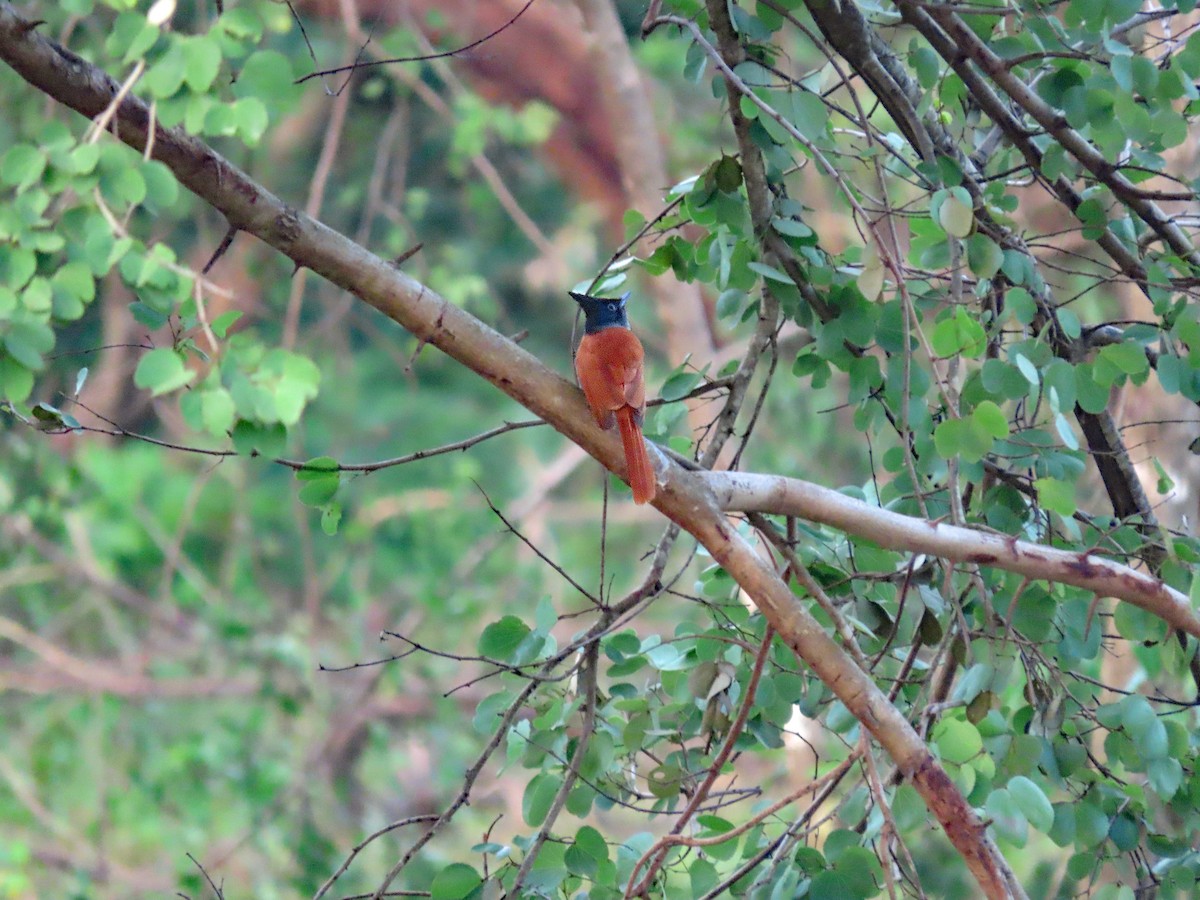 Indian Paradise-Flycatcher - ML647649404