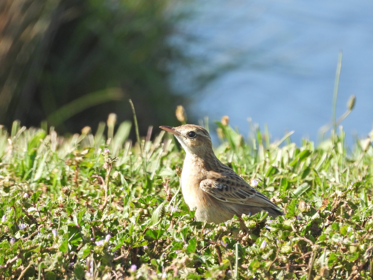 Australian Pipit - ML647649410