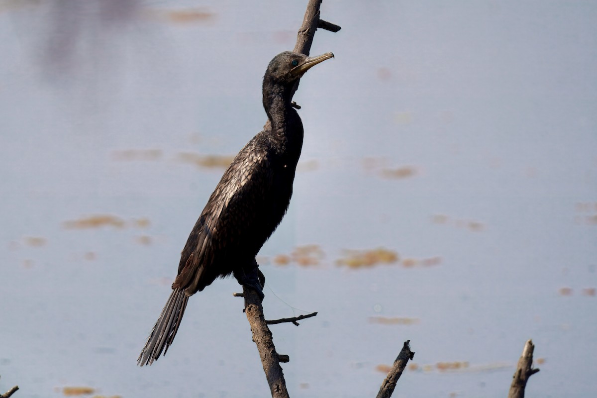 インドヒメウ - ML647649419