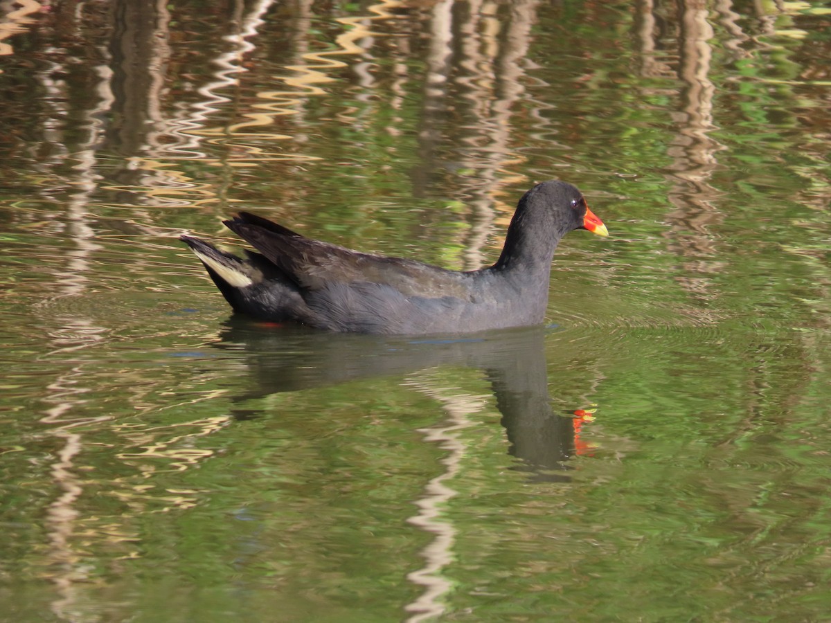 ネッタイバン - ML647649429