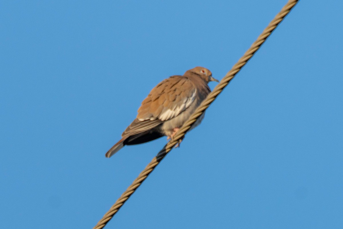 ハジロバト - ML647649430