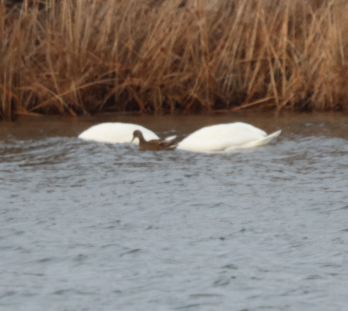 コブハクチョウ - ML647649434
