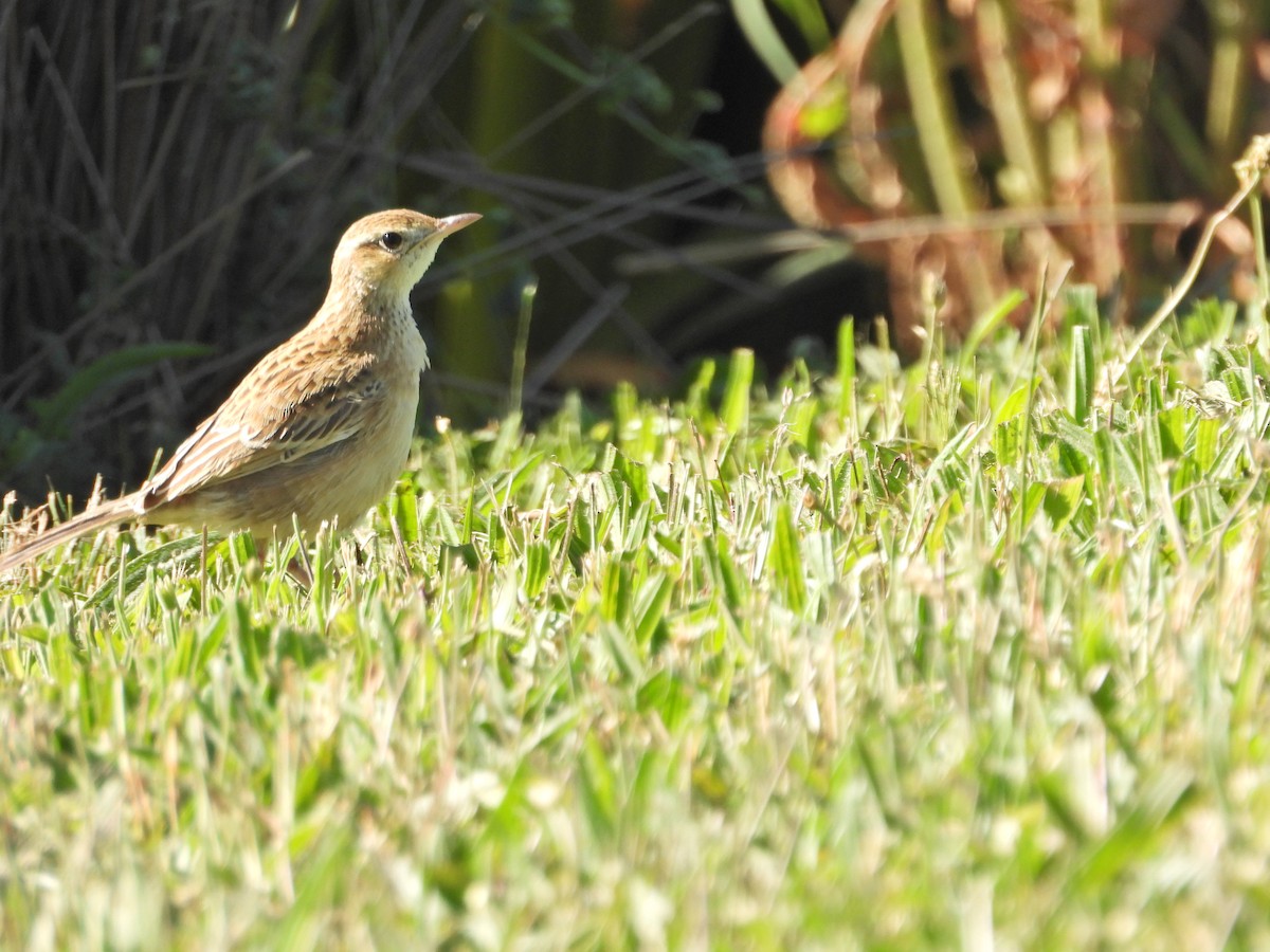 Australian Pipit - ML647649435