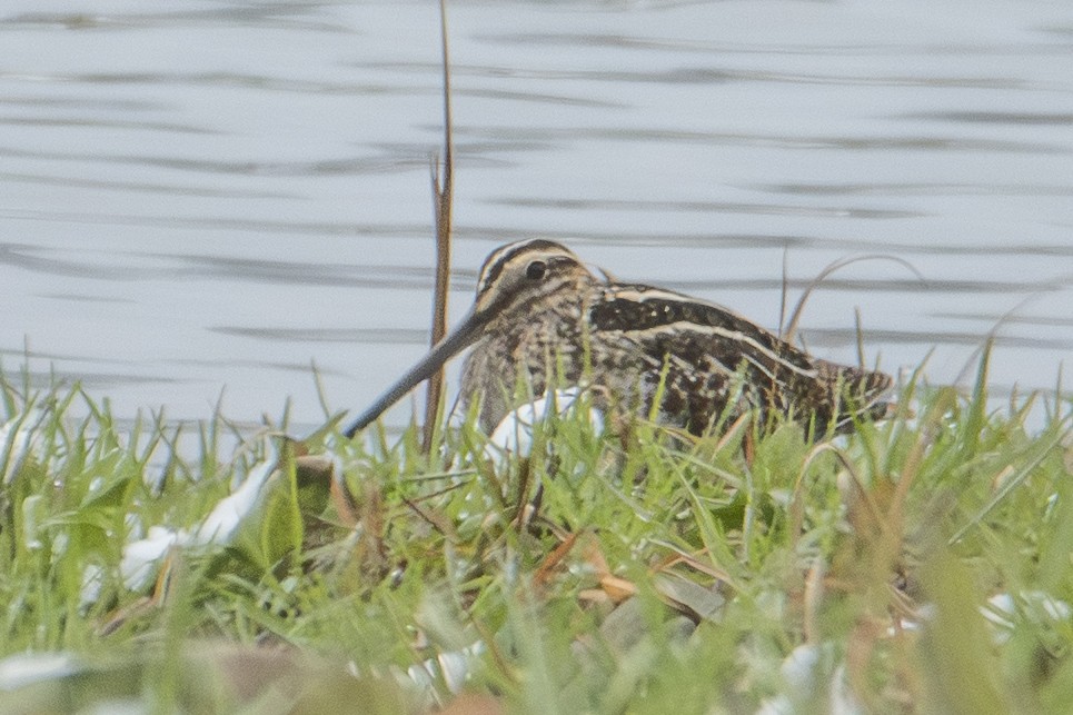 アメリカタシギ - ML647649437