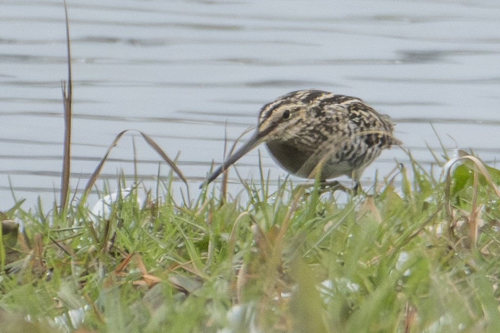 アメリカタシギ - ML647649438