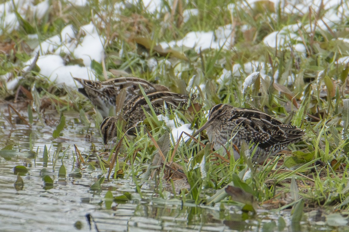 アメリカタシギ - ML647649439