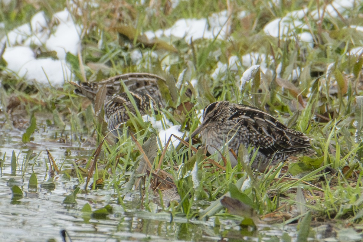 アメリカタシギ - ML647649440