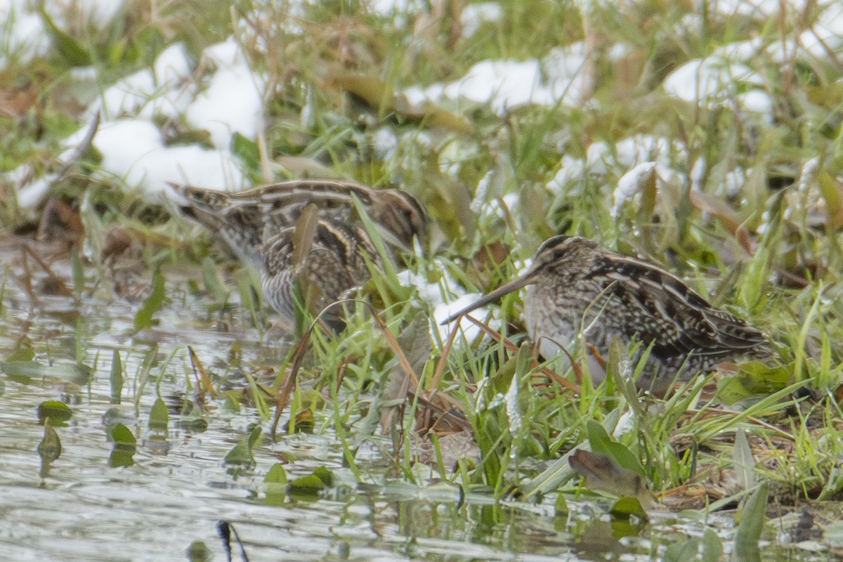 アメリカタシギ - ML647649441