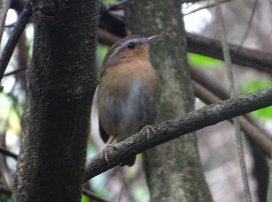 アカアリサザイ - ML647649442