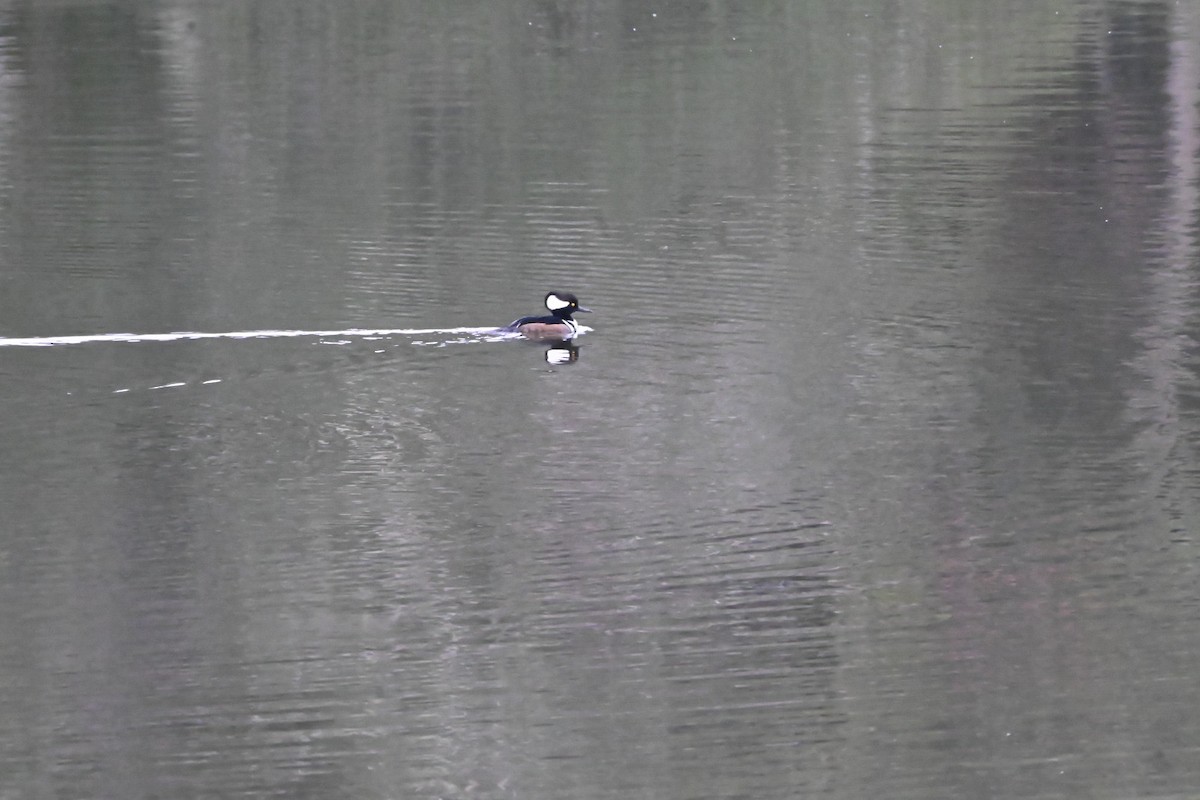 オウギアイサ - ML647649443